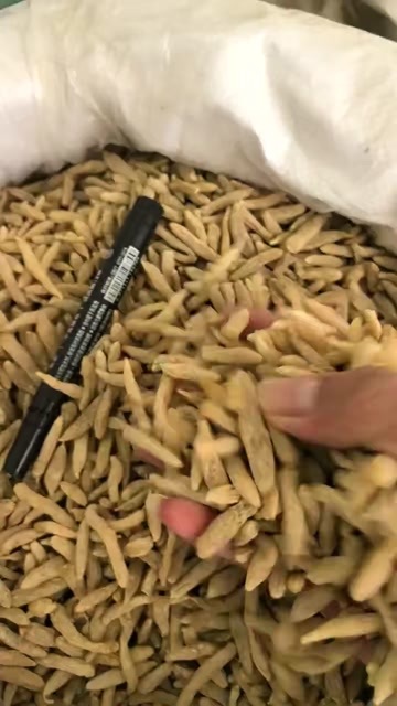 安国市麦冬，川麦冬，无琉，小选大选都有货