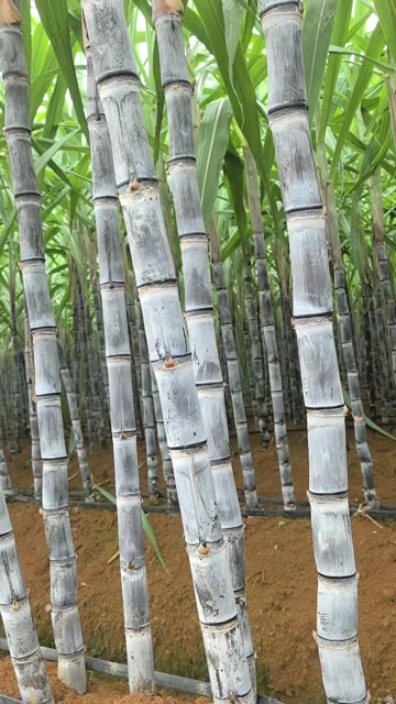 黑皮甘蔗，节长根粗，脆甜多汁，产地直销，一手货源
