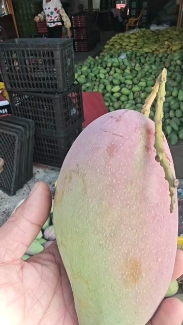 重庆市攀枝花花凯特芒果，大青芒果，贵妃芒果，