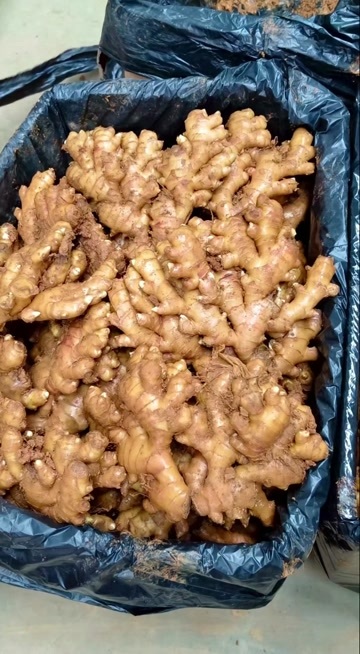 关岭县云南小黄姜，二黄姜。山洞姜，冷库姜