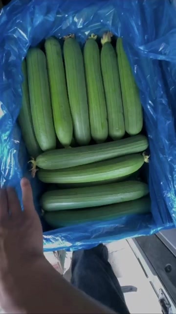 南通丝瓜