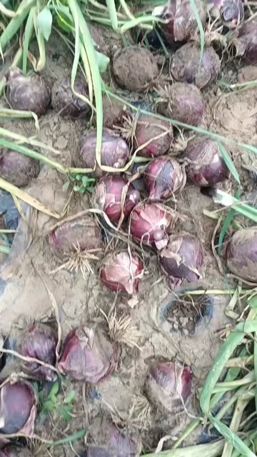 黄皮洋葱