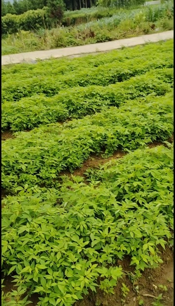 大方县厚皮黄柏苗