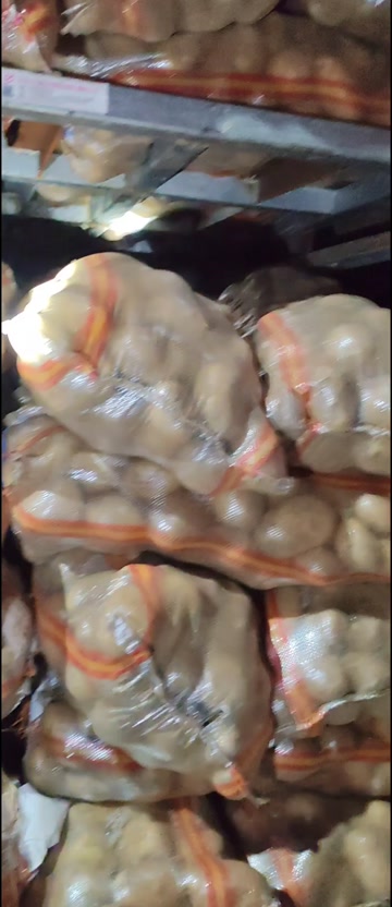 荷兰15号土豆 1~3两2-4两中货，新鲜出货量大从优
