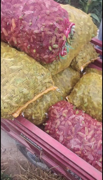 广河县牡丹角