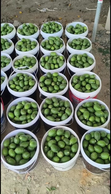 广州香水柠檬，质量好，价格低