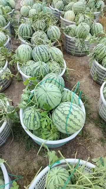 上海嘉定8424露天头茬瓜，通货六毛六毛大甩卖，质量杠杠的