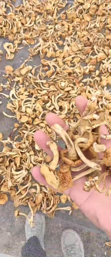 鄂伦春旗滑子菇