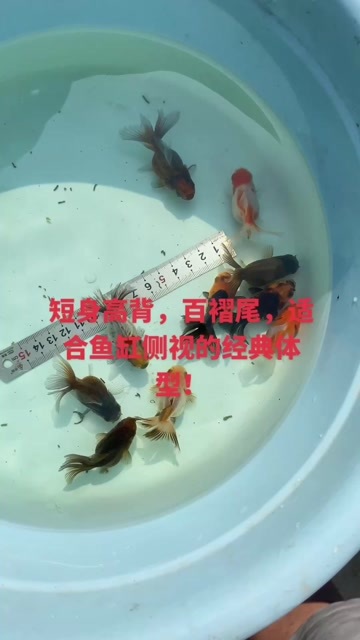 杞县金鱼，观赏鱼，泰狮，巨人泰狮，百褶