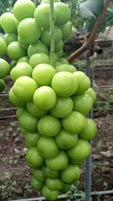西昌市阳光玫瑰