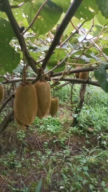 永顺县米良1号