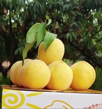 双牌县锦绣黄桃