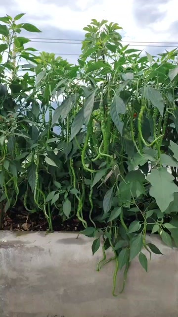施秉县艳红辣椒
