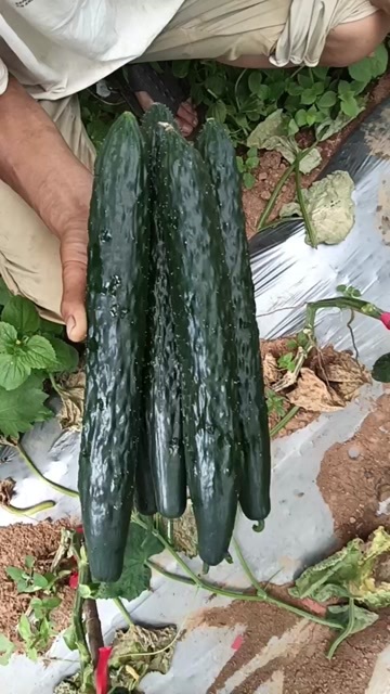 普定县刺黄瓜顶花带刺脆嫩多汁无农药残留现摘现发清爽解腻夏日解暑佳
