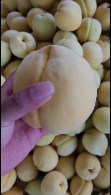 枣阳市锦绣黄桃  品质保证  对接