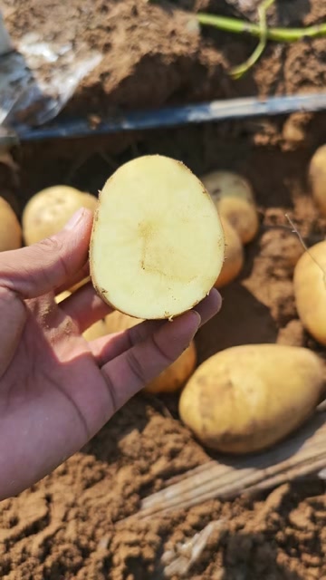 定边县陕北新土豆开圈啦，黄皮黄心土豆欢迎全国客商前来选购……