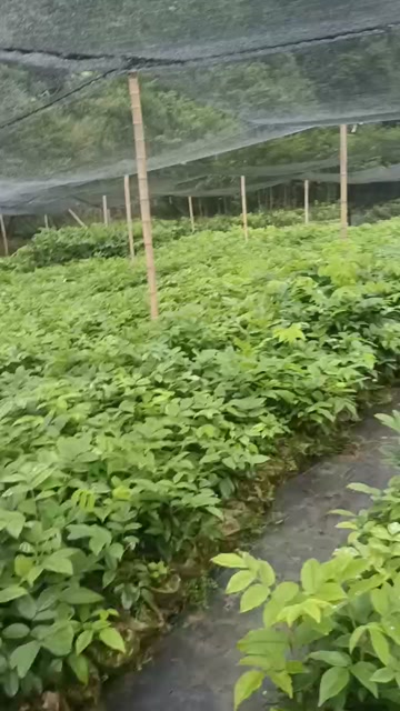 湖南株洲炎陵县优质花榈木苗木批发