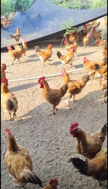 郑州90天半散养大公鸡