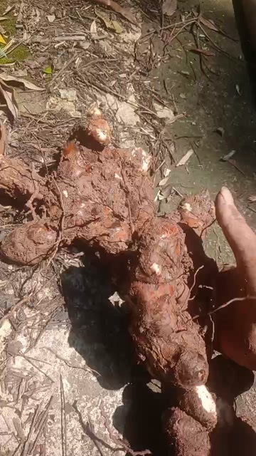 连南县新鲜土茯苓