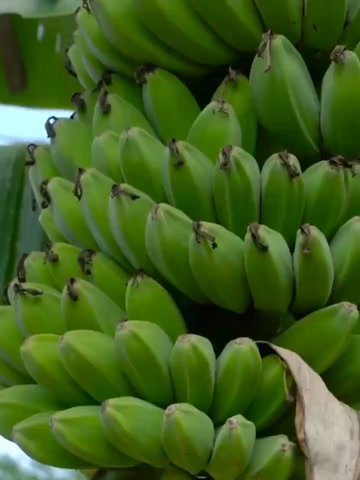 云南河口香蕉高山香蕉10斤新鲜水果当季香蕉批发