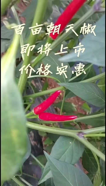 安顺辣椒，朝天椒，现采现卖，一件代发