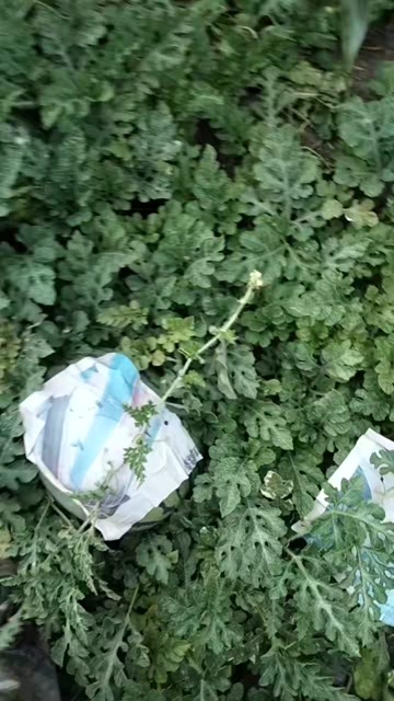 大安市地雷西瓜
