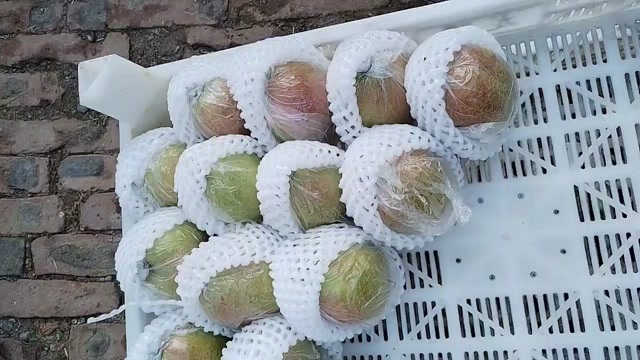 阳信县媚梨