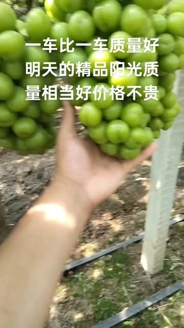 邳州市阳光玫瑰葡萄