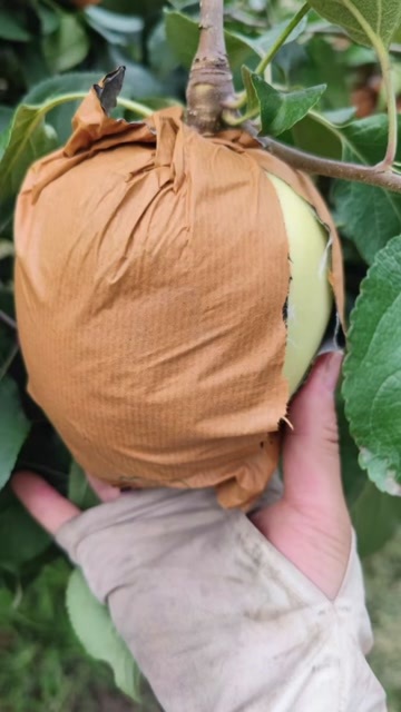 馆陶县华硕苹果