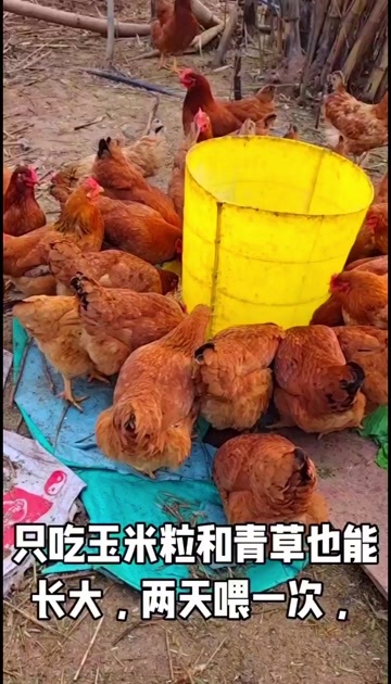 重庆市土鸡九斤红下蛋母鸡天然饲养健康食品