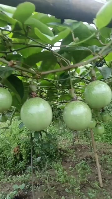 灵山县黄金百香果