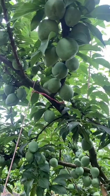 余庆县空心脱骨青脆李