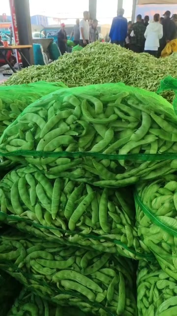 吉林东北油豆角上市中质量好量大欢迎采购