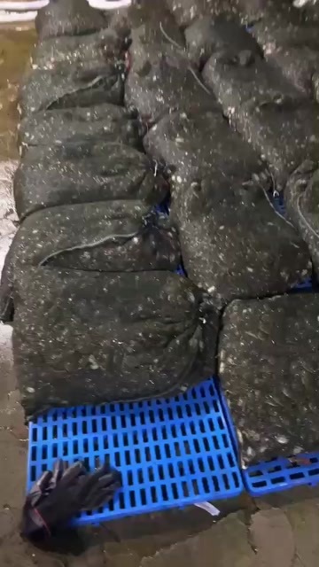 雄县蟹苗 扣蟹