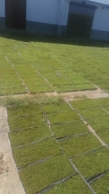 太湖县青苔藓   园林绿化草坪
