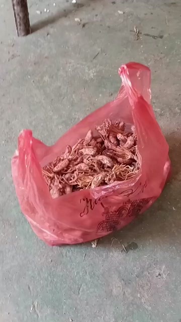 隆回县蝉衣