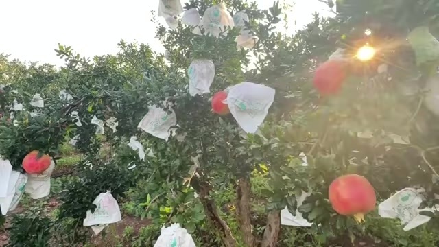 会理市会理石榴有需要的可以对接了