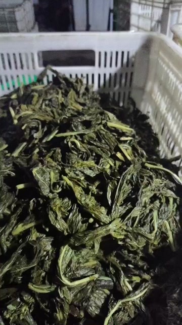 商水县湿芝麻叶