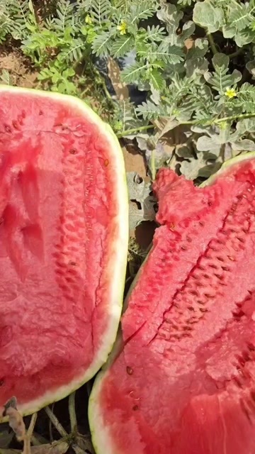 靖边县沙地西瓜