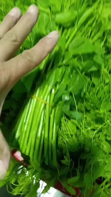 特菜，辣木苗，姑娘莱，赤苍藤