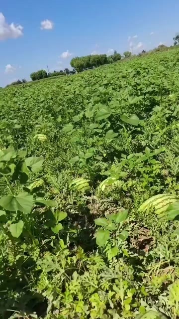 靖边县沙地西瓜