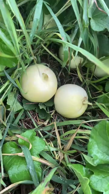 香瓜