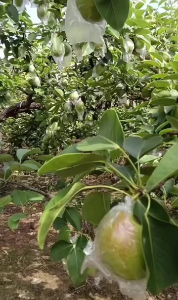 阳信县阳信自产媚梨七号
