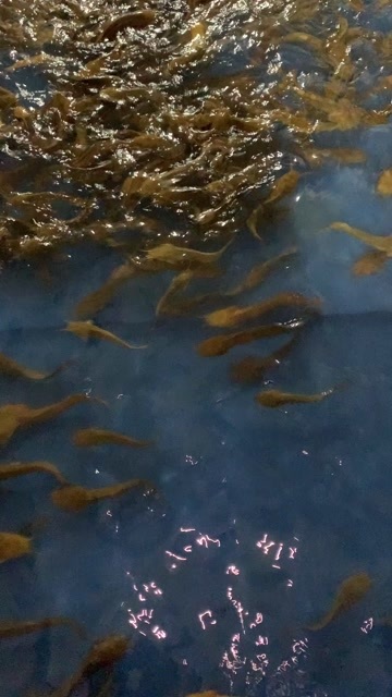 北京帆布池养殖的土塘角