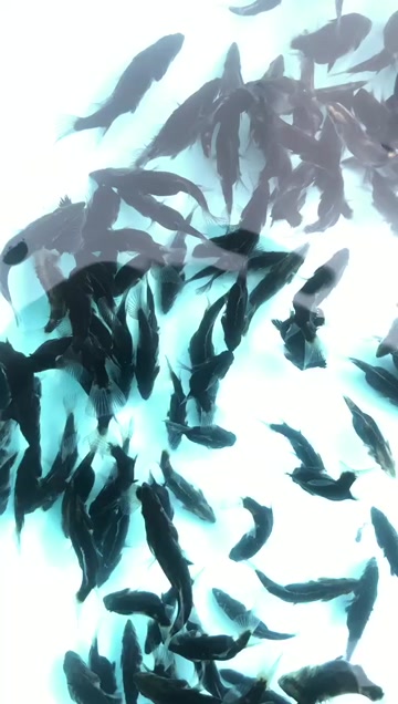 出售300口左右水池鱖鱼鱼苗健康A+有需要的可以联系我