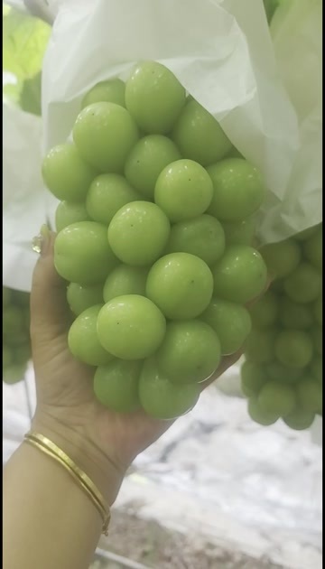眉山阳光玫瑰葡萄