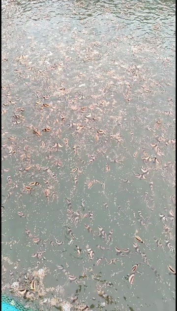 雷州市湛江雷州产地直供新鲜刀鱼水产食用鱼类