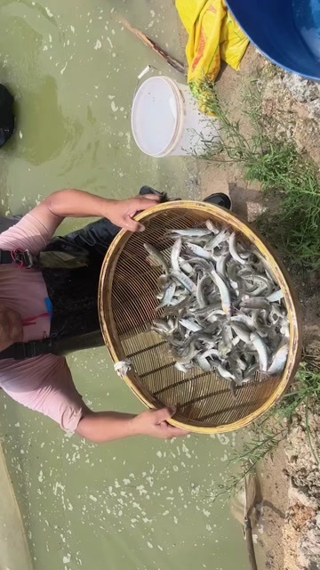 武汉冰鲜马口鱼