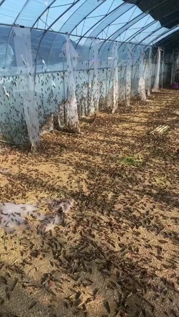 青岛蚂蚱卵。成品蚂蚱
