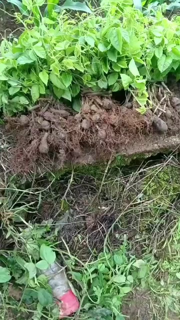 三叶青果球苗